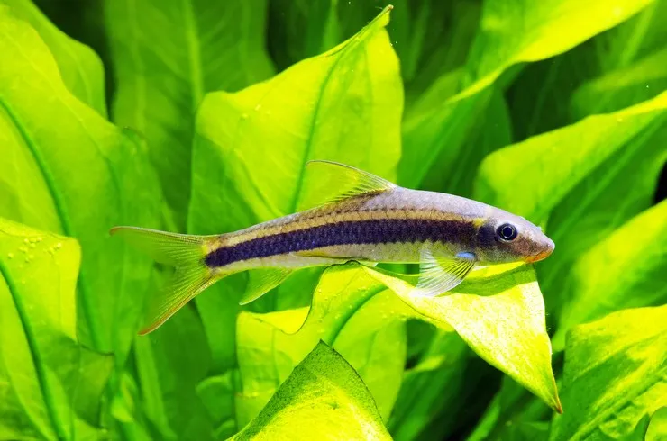 Сіамський водоросліїд XL (лат. - Crossocheilus siamensis)